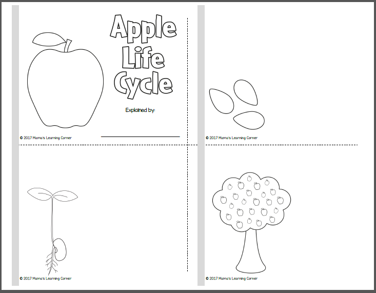 Apple Life Cycle Printable Packet Mamas Learning Corner