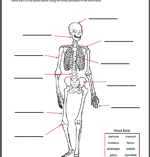 Worksheets Human Body Worksheets the human body worksheet packet for 1st 3rd graders mamas worksheets