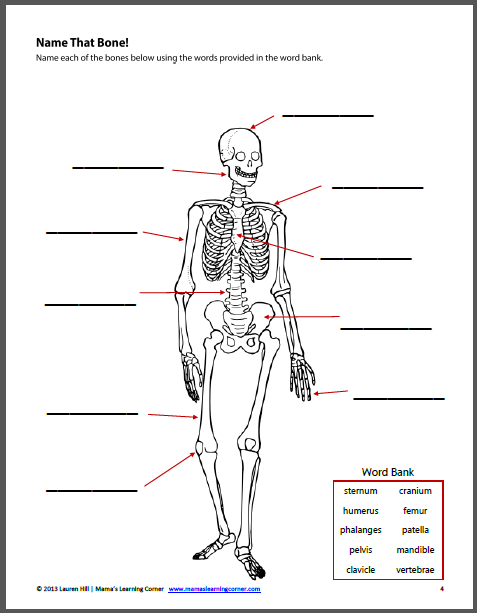 20-free-printable-human-body-systems-worksheets