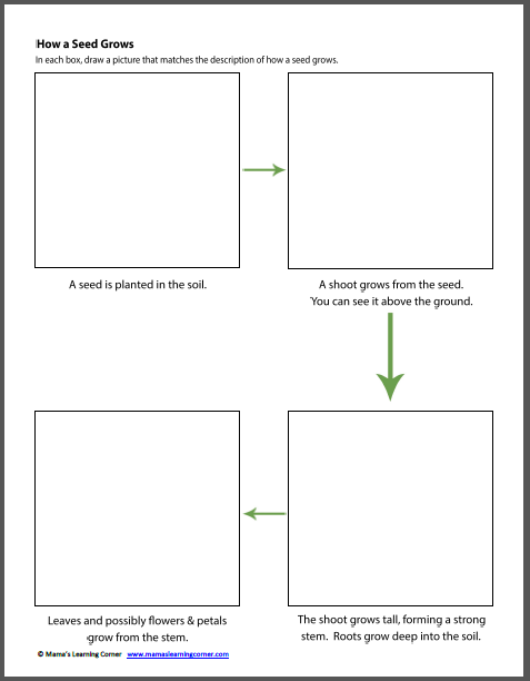 Plants and Flowers Worksheets - Mamas Learning Corner