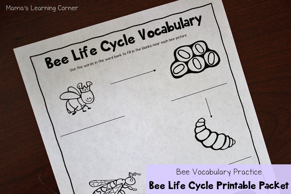 Bee Life Cycle Worksheets - Mamas Learning Corner