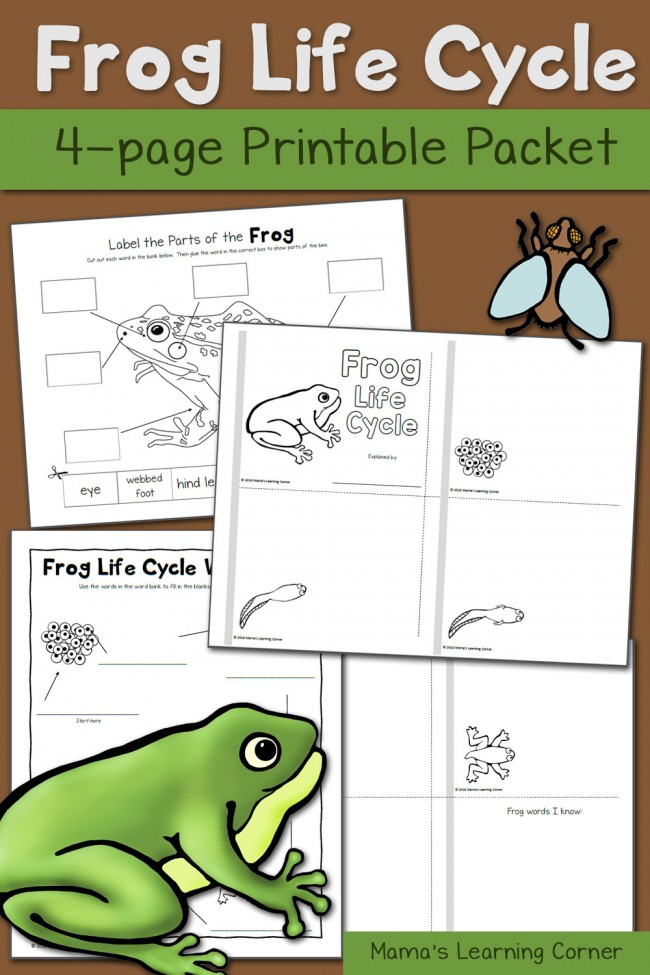 frog-life-cycle-worksheets-mamas-learning-corner