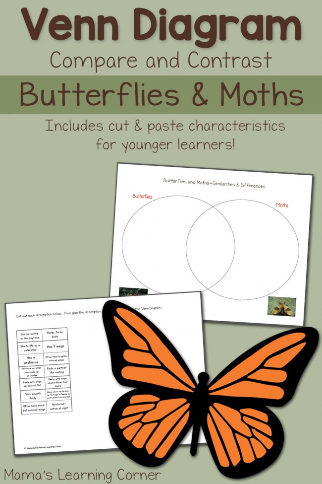 moths and butterflies venn diagram worksheet mamas learning corner butterfly and moth venn diagram