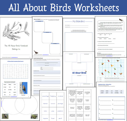 all about birds worksheets mamas learning corner