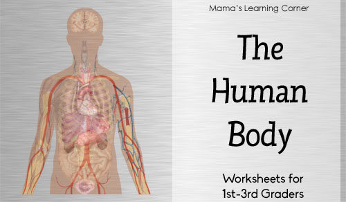 The Human Body 12-page Worksheet Packet - reading comprehension, fingerprint activity, crossword puzzle, definitions, major organ systems, and more