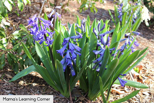 Beautiful purple flowers