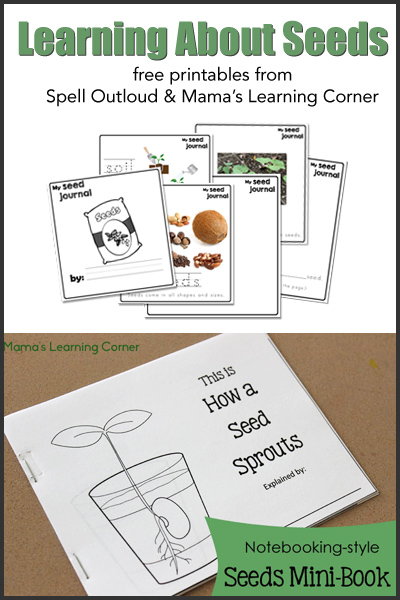 Studying Seeds - Printable Mini-Book, Seed Chart, and Vocabulary Page