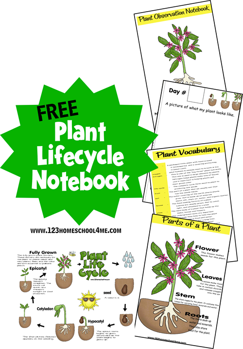 Plant Life Cycle Notebook