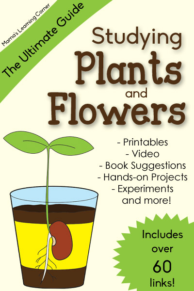 The Ultimate Guide to Studying Plants and Flowers