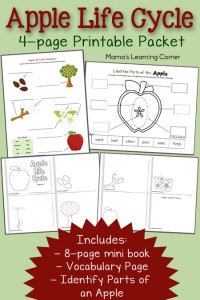 Free 4-page set of Apple Life Cycle Worksheets: includes 8-page mini-book, vocabulary page, and Parts of an Apple cut & paste activity