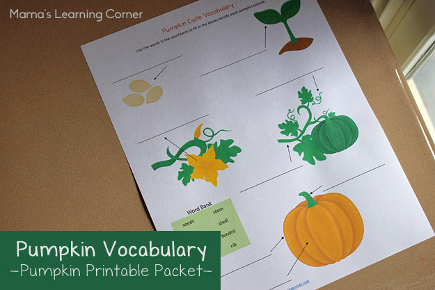 Pumpkin Life Cycle Vocabulary Worksheet