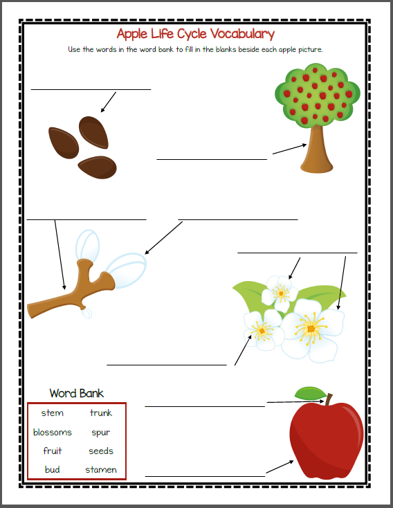 life-cycle-of-an-apple-tree-worksheet-kindergarten