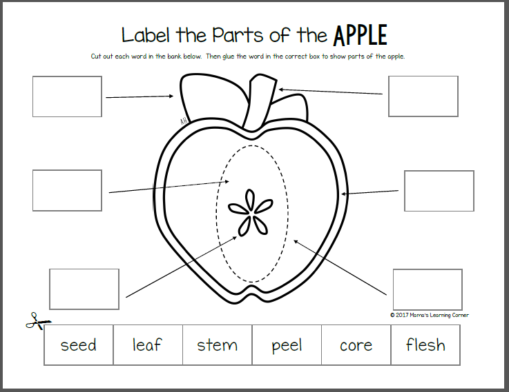 apple-life-cycle-worksheets-mamas-learning-corner