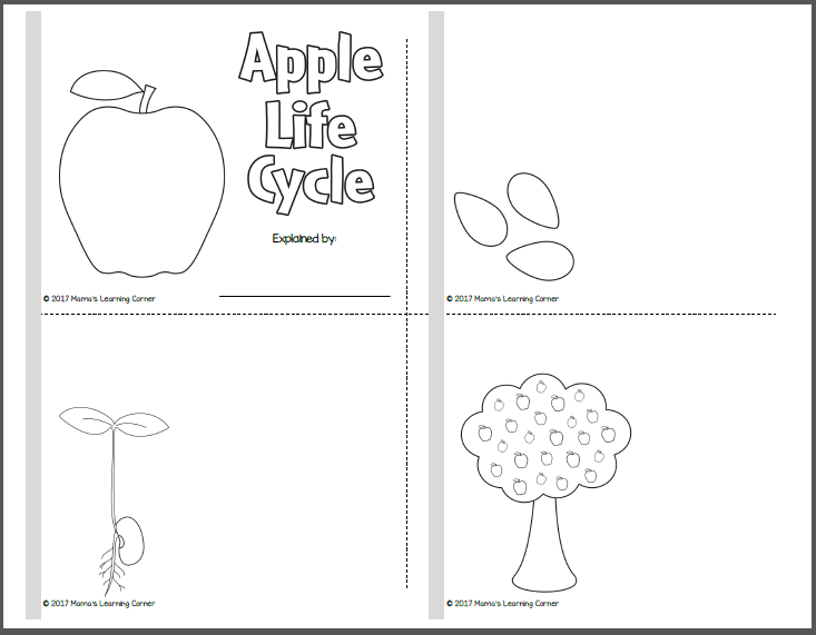 Apple Life Cycle Worksheet Packet Mamas Learning Corner