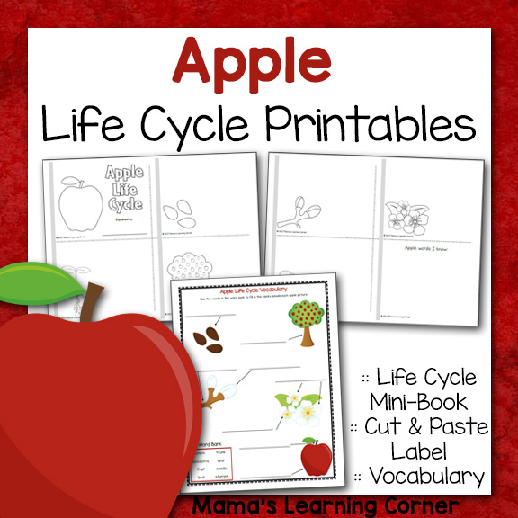 Apple Life Cycle Printable Packet