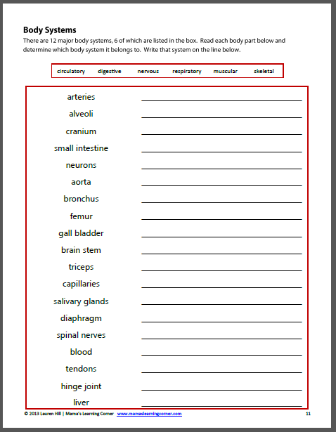 the human body worksheet packet for 1st 3rd graders mamas learning corner