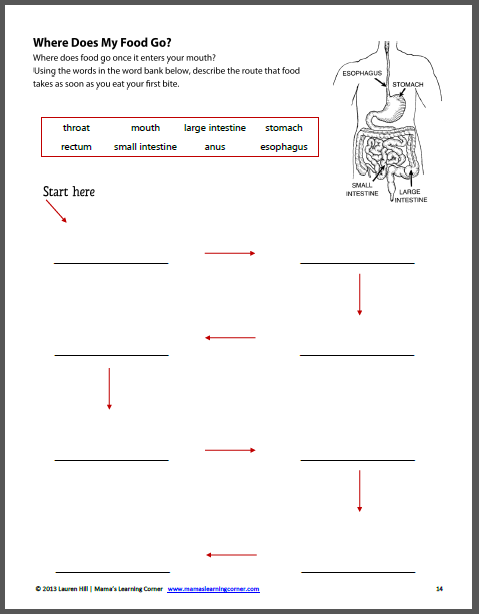 the human body worksheet packet for 1st 3rd graders