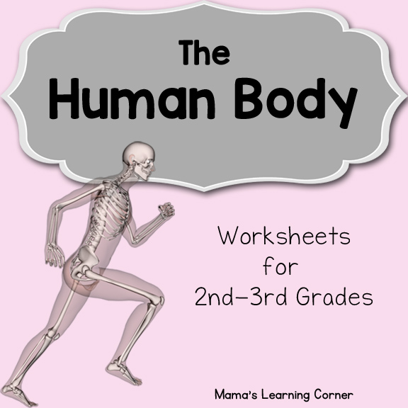 The Human Body Worksheets