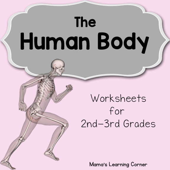 human body systems for kids worksheets