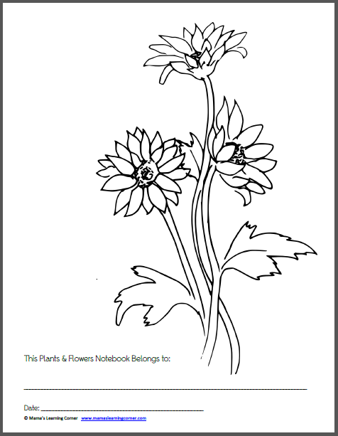 plants and flowers worksheet packet mamas learning corner