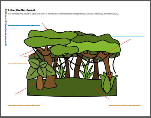Rainforest Worksheets for 1st-3rd Graders - Mamas Learning Corner
