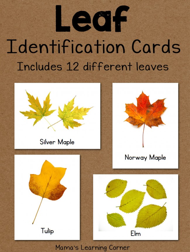 Leaf Identification Cards 