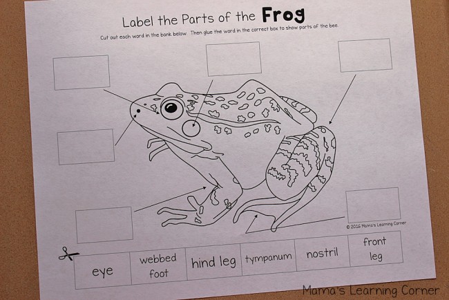 Life Cycle of a Frog - Label the parts of a frog