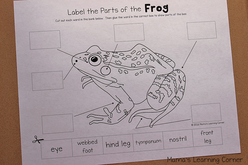 parts of a frog