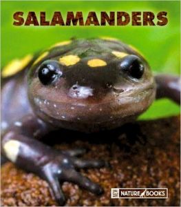 Salamanders by Maruska