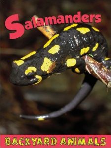 Salamanders by Nick Winnick