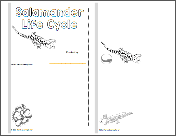 Life Cycle of a Salamander Printables