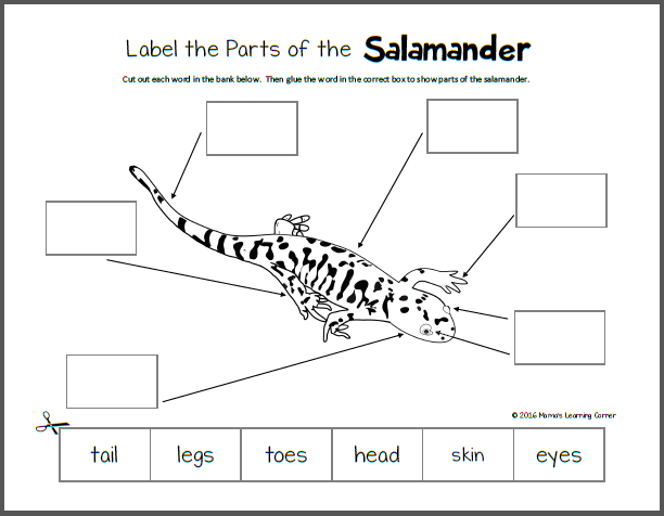 Life Cycle of a Salamander - Mamas Learning Corner