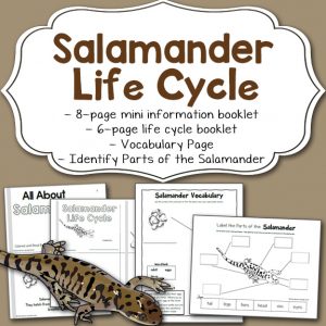 Salamander Life Cycle Worksheet Packet