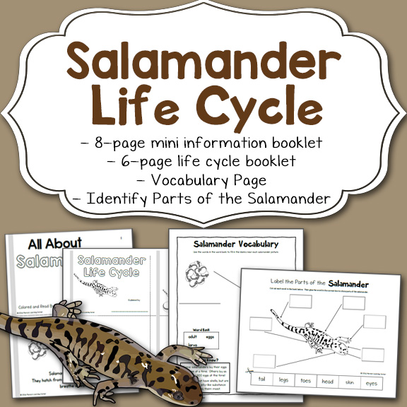 Salamander Life Cycle Worksheet Packet