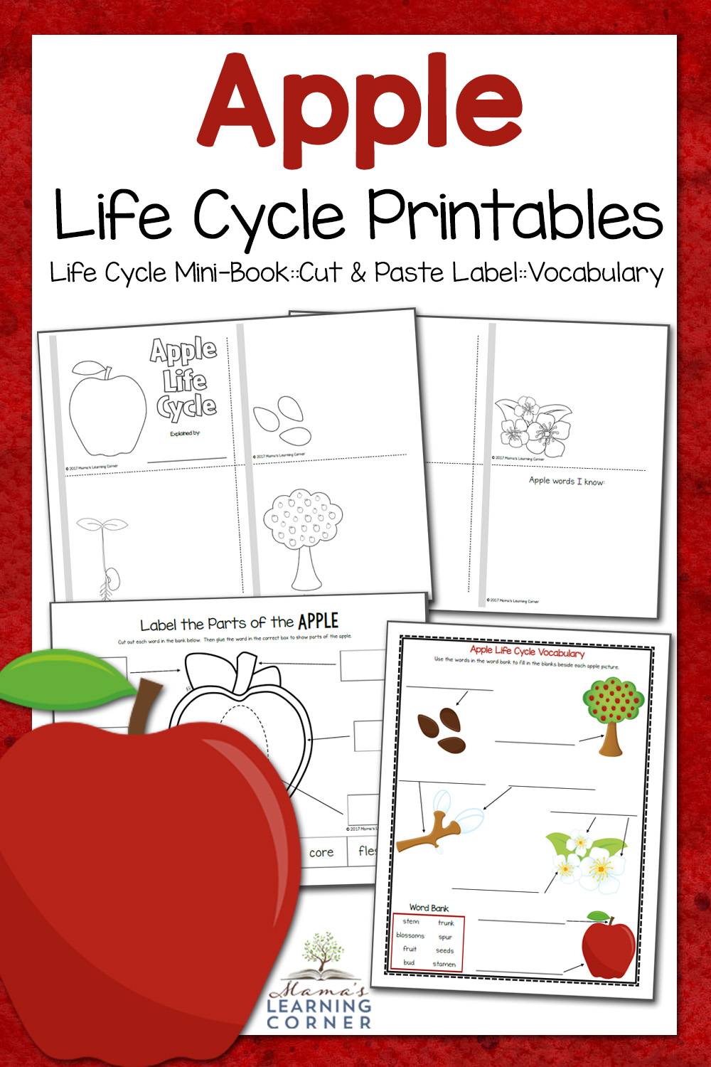 Apple Life Cycle Worksheets - Mamas Learning Corner Within Parts Of An Apple Worksheet