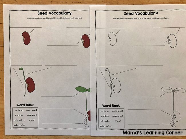 Seed Vocabulary Worksheet
