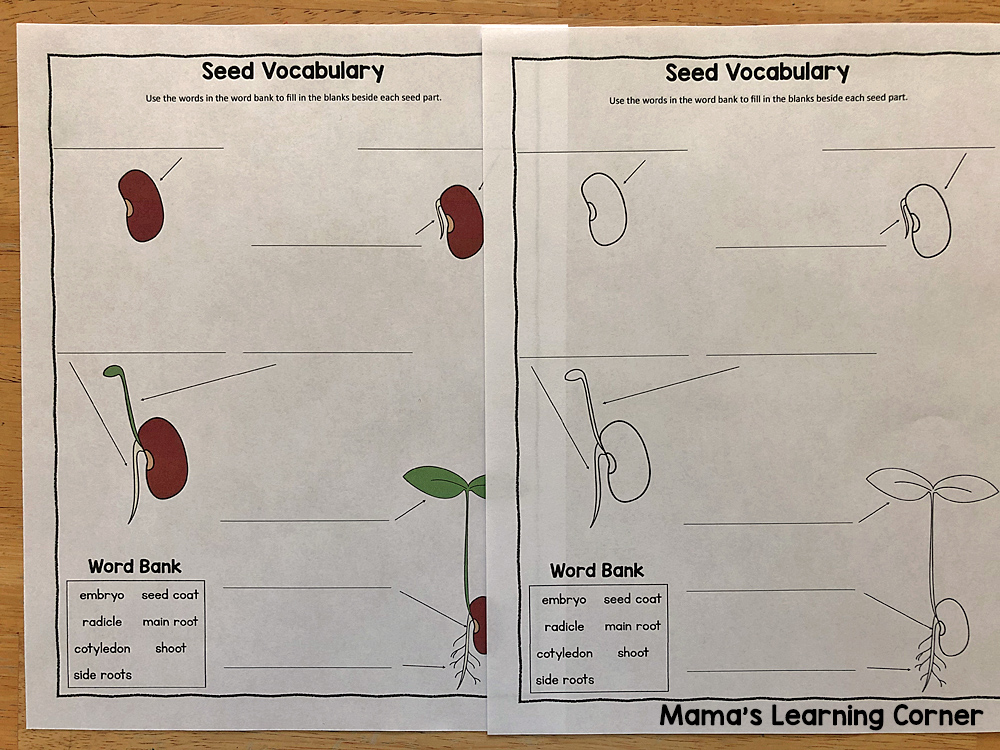 seed-writing-activities-mamas-learning-corner