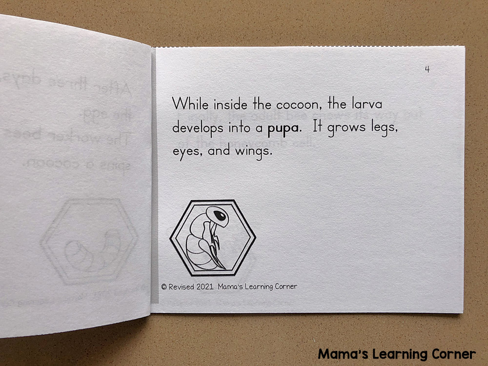 Bee Life Cycle Worksheets 3 - Mamas Learning Corner Bee Life Cycle Worksheets 6