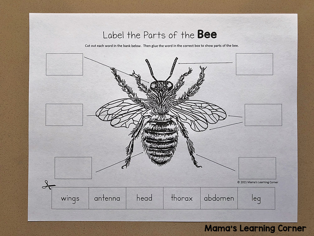 bee life cycle worksheets mamas learning corner