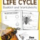Bee Life Cycle Worksheets Revised