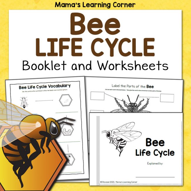 Bee Life Cycle Worksheets Revised