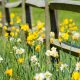 Springtime Daffodils by the fence