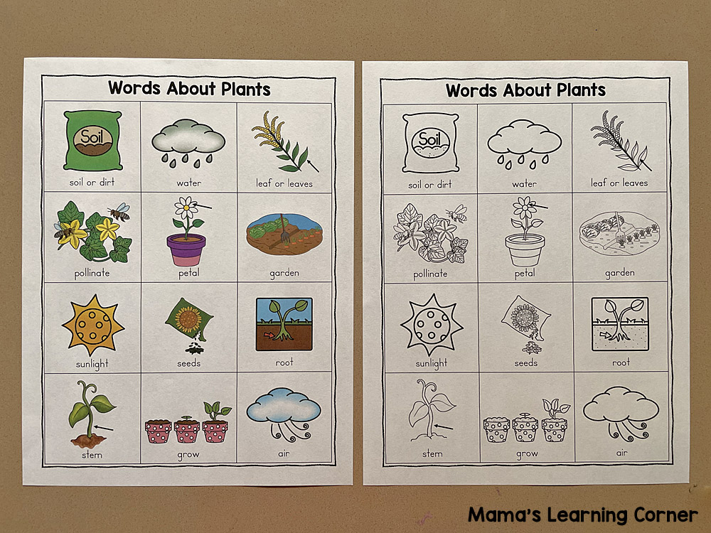 Plants Writing Booklet with Picture Dictionary