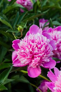 Pink peonies