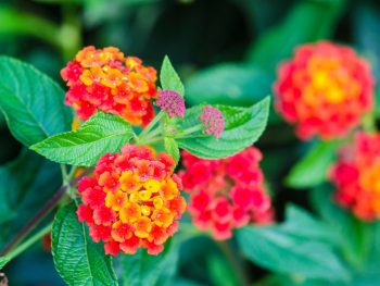 Pink and Yellow Lantana