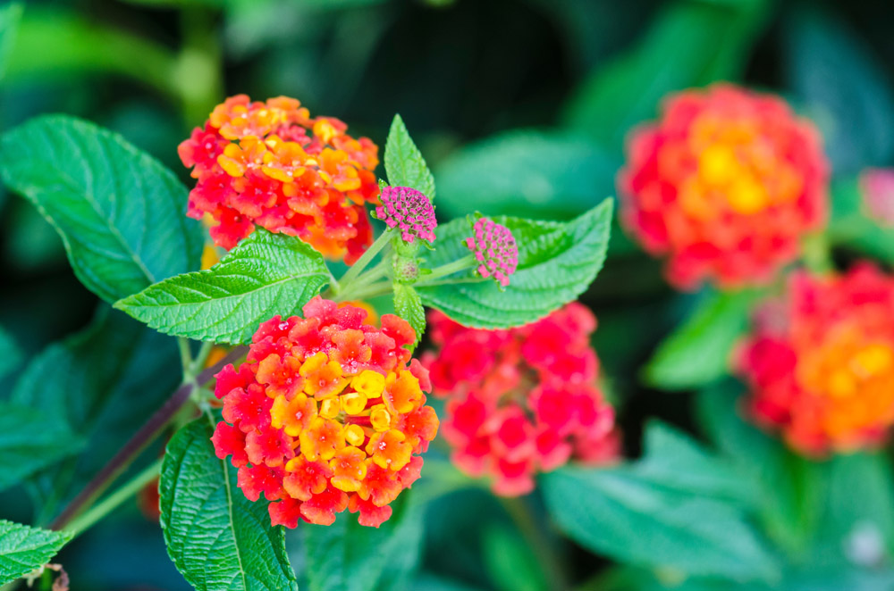 Pink and Yellow Lantana - Mamas Learning Corner Pink and Yellow Lantana