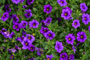 Purple Petunias