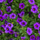 Purple Petunias - Mamas Learning Corner Purple Petunias