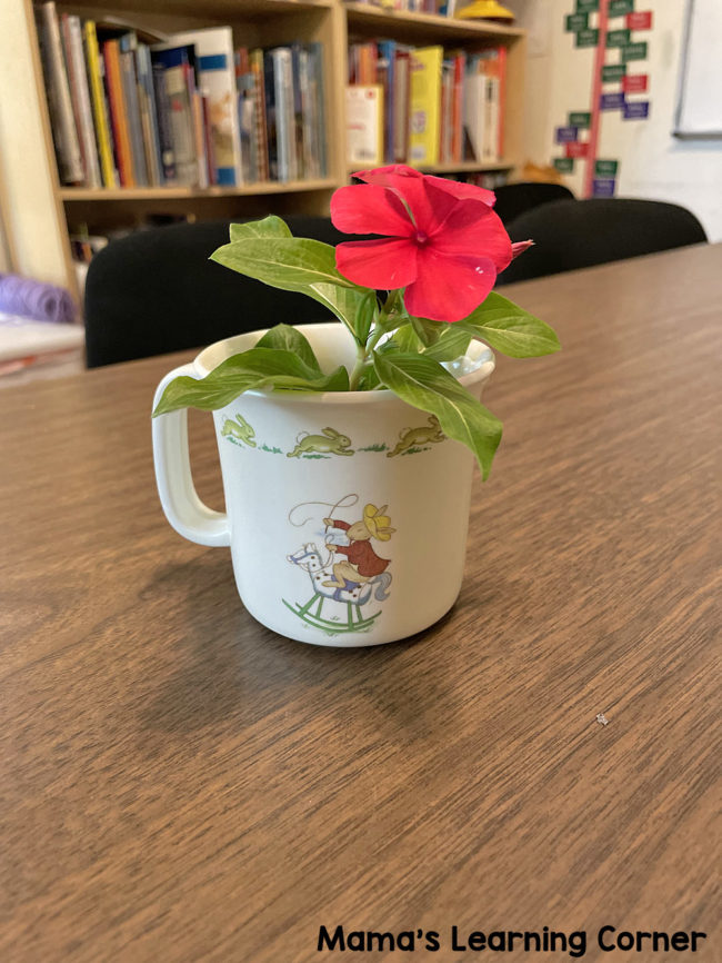 Flower from Boy