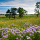 Wildflowers Prairie Field